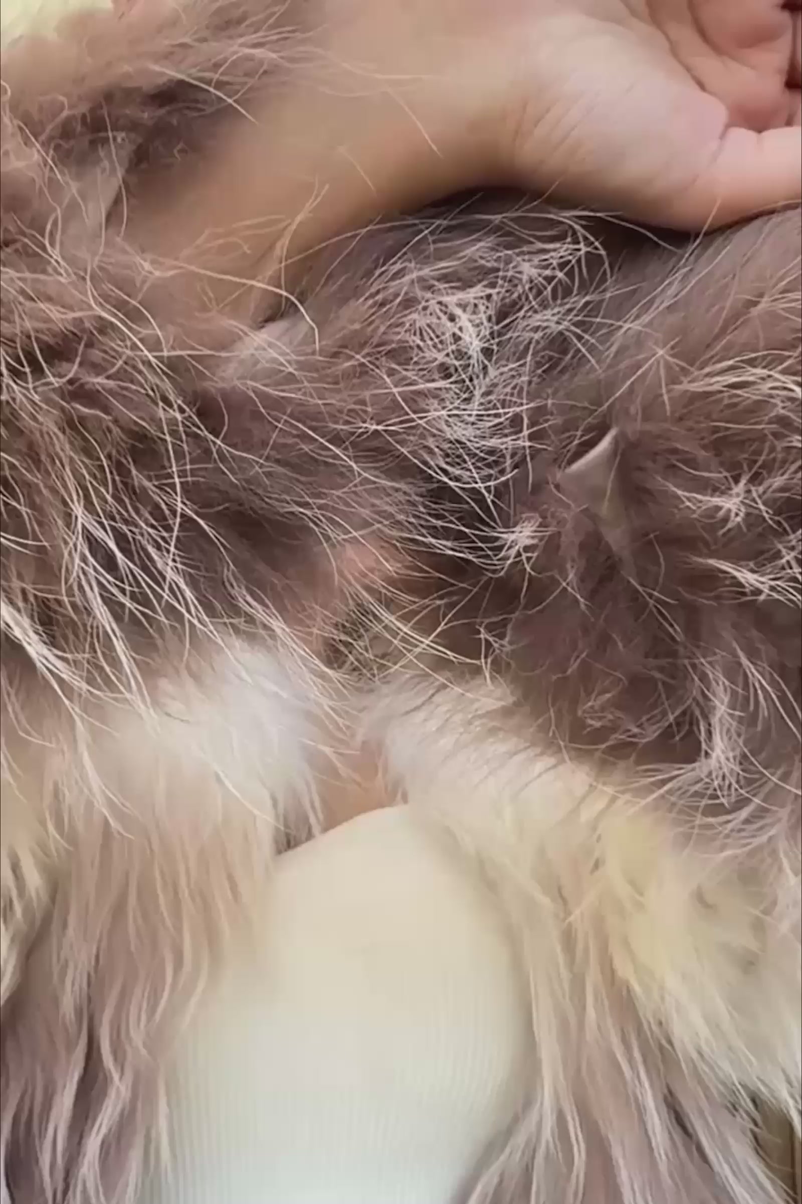 Brown White Ombre Faux Fur Jacket